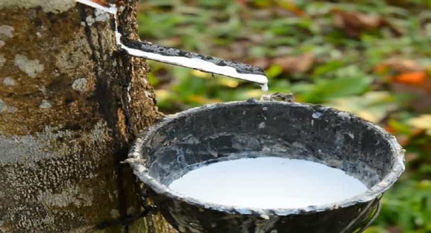 புதிய இறப்பர் செய்கைக்காக ஹெக்டேயர் ஒன்றுக்கு 3,50,000 ரூபா நிதி ஒதுக்கீடு