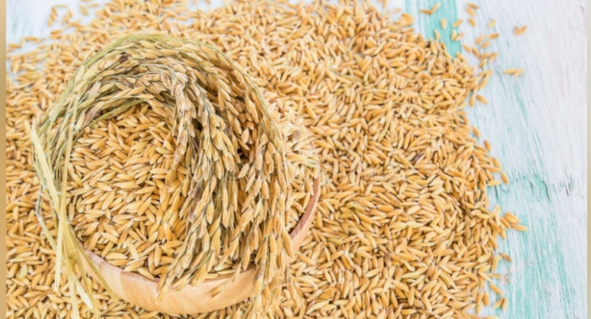 சிறுபோக நெல் கொள்வனவு இம்மாத இறுதியில் ஆரம்பம்