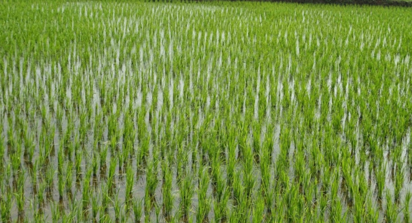 509 ஹெக்டேயர் நிலப்பரப்பில் நெல் உற்பத்தி