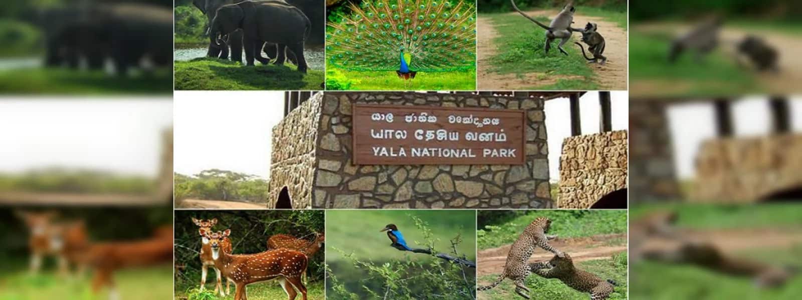 யால தேசிய பூங்கா மூடப்படவுள்ளது