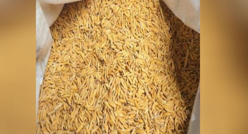 கையிருப்பு நெல் சந்தைகளுக்கு விநியோகம்