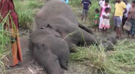 ஹபரணை வனப்பகுதியில் இன்றும் தேடுதல் நடவடிக்கைகள்