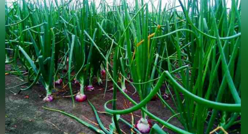 மாத்தளையில் பெரிய வெங்காய உற்பத்திக்கு சிறந்த விலை