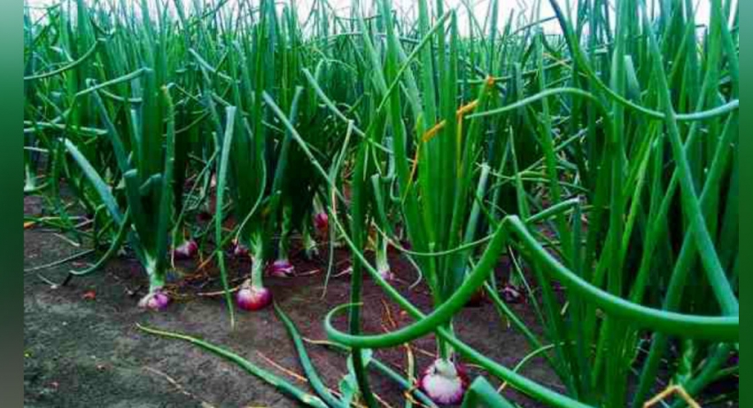 சிறுபோக பெரிய வெங்காய அறுவடை ஆரம்பம்