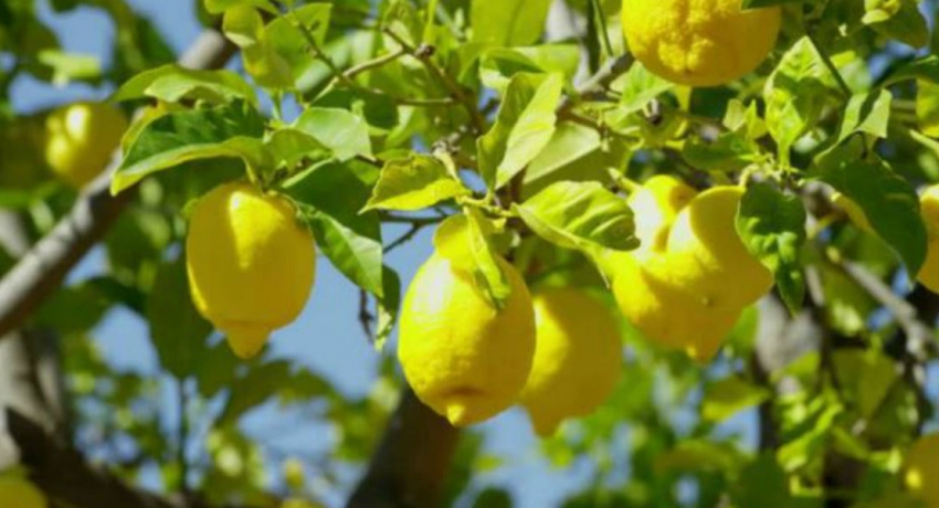 80 ஏக்கர் நிலப்பரப்பில் கொடித்தோடை
