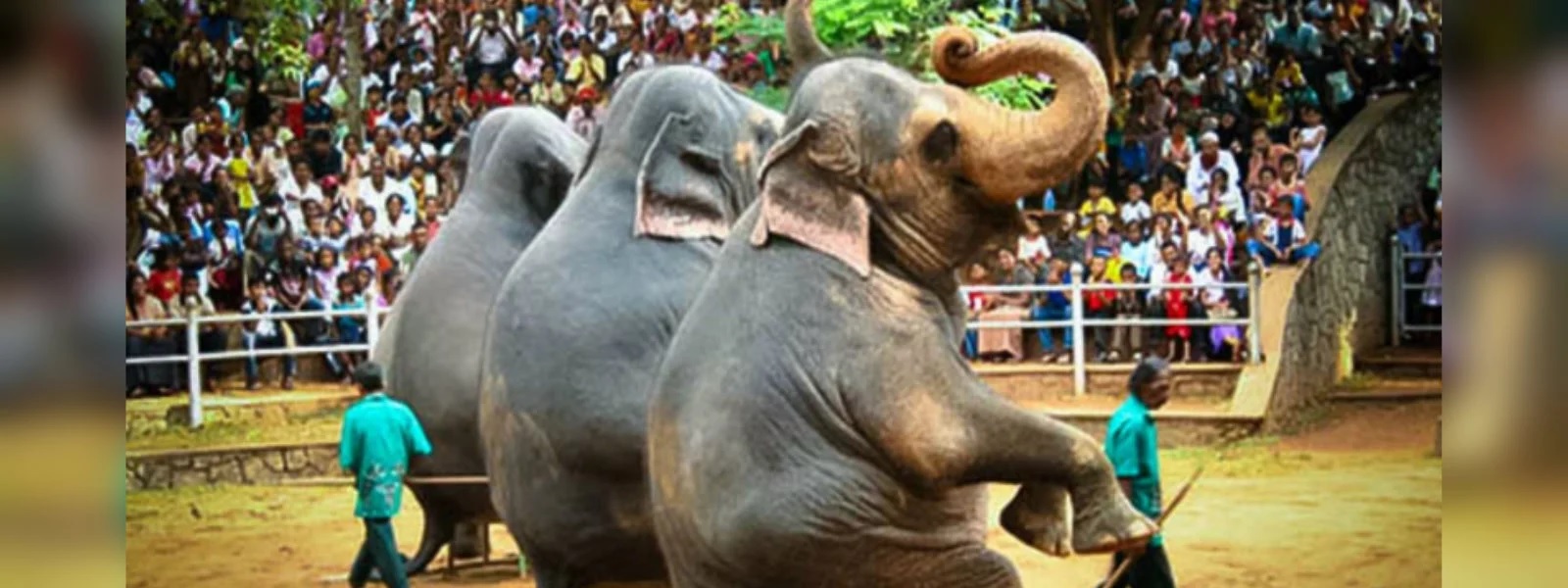 மிருகக்காட்சி சாலை ஊழியர்கள் பணிப்பகிஷ்கரிப்பு