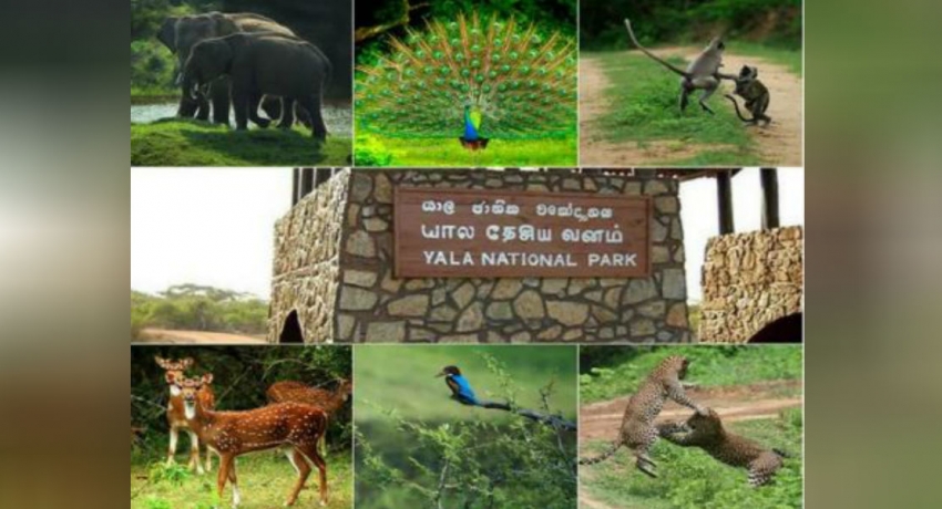 யால தேசிய பூங்கா தற்காலிகமாக மூடப்பட்டது