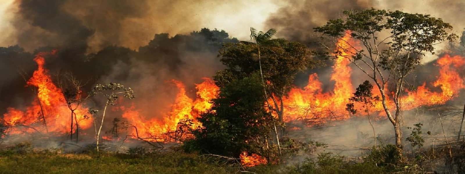 அமேசான் காட்டை பாதுகாக்க உடன்படிக்கை கைச்சாத்து