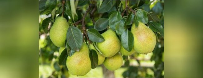 நுவரெலியாவில் Pears செய்கை விஸ்தரிப்பு 