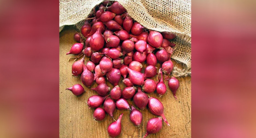 சிறிய வெங்காய உற்பத்தியை அதிகரிக்க நடவடிக்கை