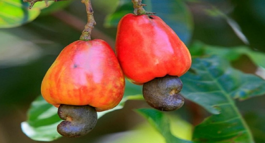 உரிய விலை இன்மையால் மரமுந்திரிகை செய்கையாளர்கள் பாதிப்பு