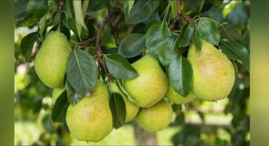 நுவரெலியாவில் Pears செய்கை விஸ்தரிப்பு 