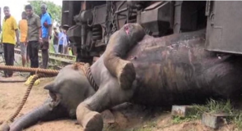 மட்டக்களப்பு – கொழும்பு ரயில் மார்க்கத்தில் 3 யானைகள் ரயிலுடன் மோதி விபத்து