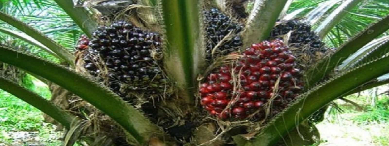 முள்ளுத்தேங்காய் செய்கைக்கு தடை