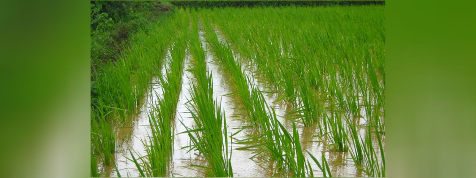 பெரும்போகத்தை முன்னெடுப்பதில் அசௌகரியம்
