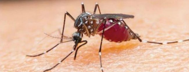 யாழில் டெங்கு காய்ச்சலால் சிறுமி பலி