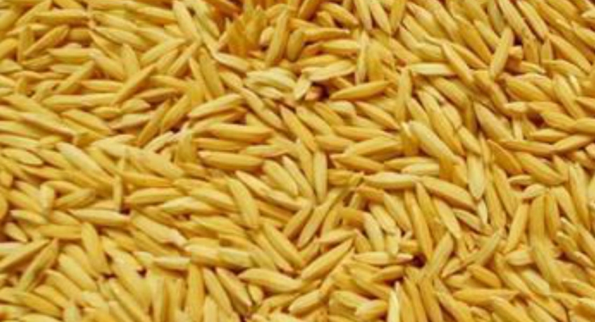 அரசின் இருப்பிலுள்ள நெற்தொகை சந்தைகளுக்கு விநியோகம்