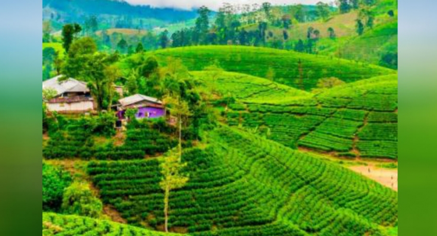 குளிர்கால சுற்றுலாவிற்கு பொருத்தமான நாடாக இலங்கை பெயரிடல்