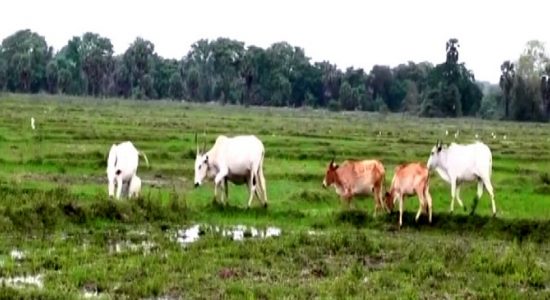 மானிய விலையில் மாட்டுத்தீவனம் வழங்குமாறு கோரிக்கை