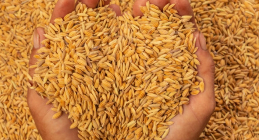 நாளை முதல் நெல் கொள்வனவு ஆரம்பம்