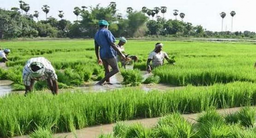 விவசாயிகளின் இழப்பீட்டுத் தொகையாக 600 மில்லியன் ரூபா ஒதுக்கீடு