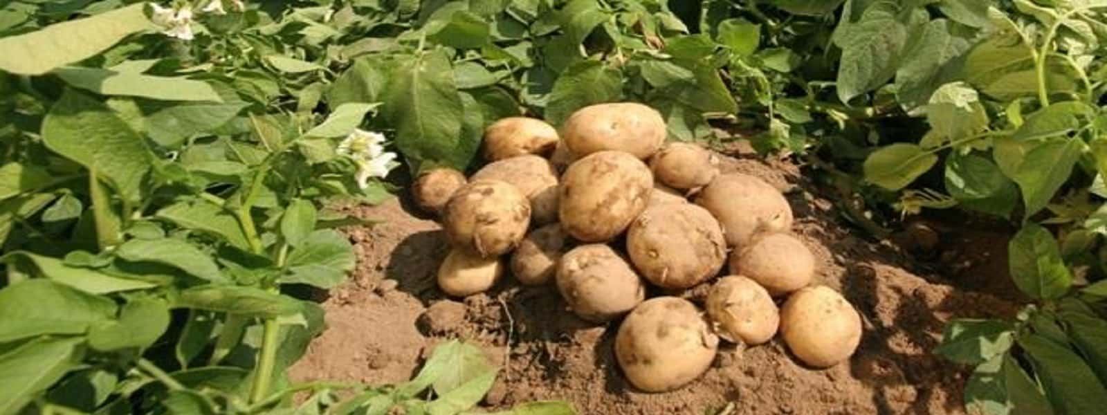உருளைக் கிழங்கு பயிர் செய்கையில் படைப்புழு தாக்கம்