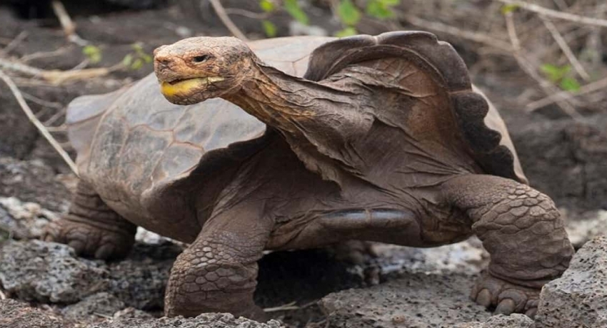 800 ஆமைகளுக்கு தந்தையாகி இனத்தை அழிவிலிருந்து காப்பாற்றிய டியாகோ
