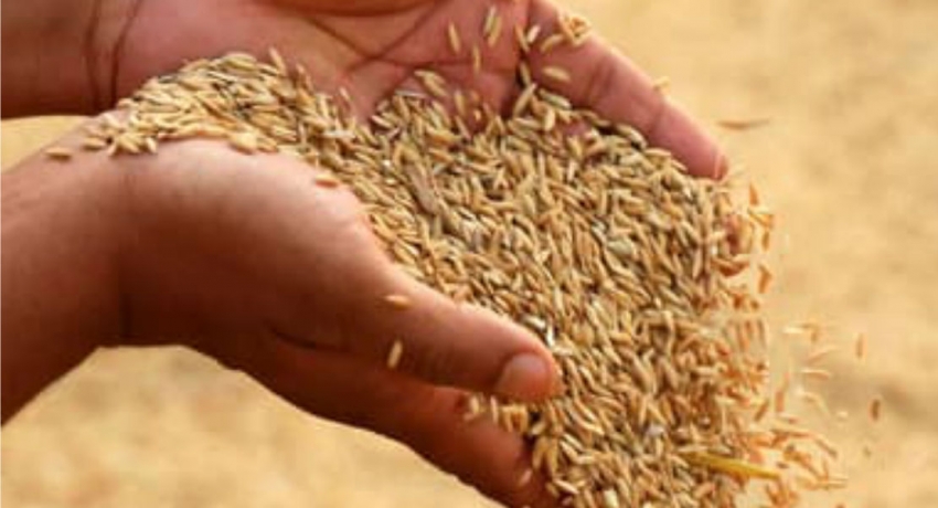 மூன்று மாவட்டங்களில் நெல் கொள்வனவிற்கான சந்தர்ப்பம்