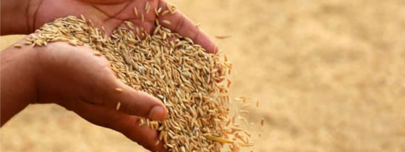 நெல் கொள்வனவிற்கான சந்தர்ப்பம் 