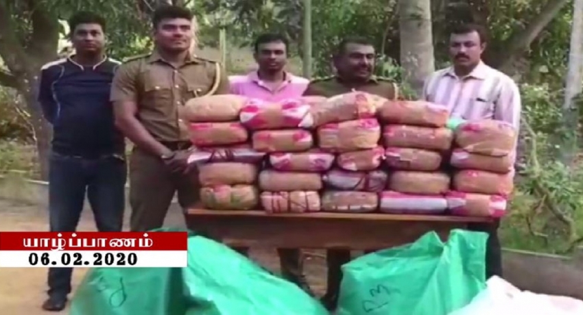 யாழில் இரு வேறு பகுதிகளில் இருந்து 130 கிலோகிராம் கேரள கஞ்சா கைப்பற்றல்