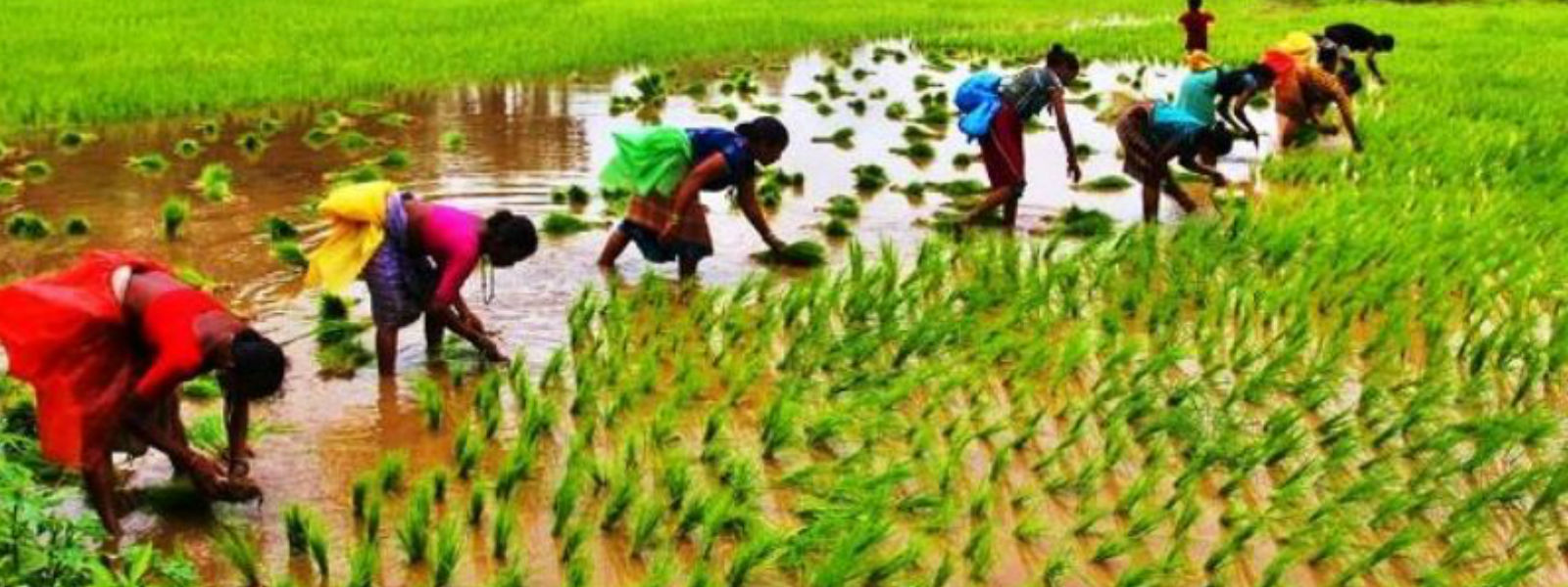 விவசாயத் தொழில்துறையை நவீனமயப்படுத்த நடவடிக்கை