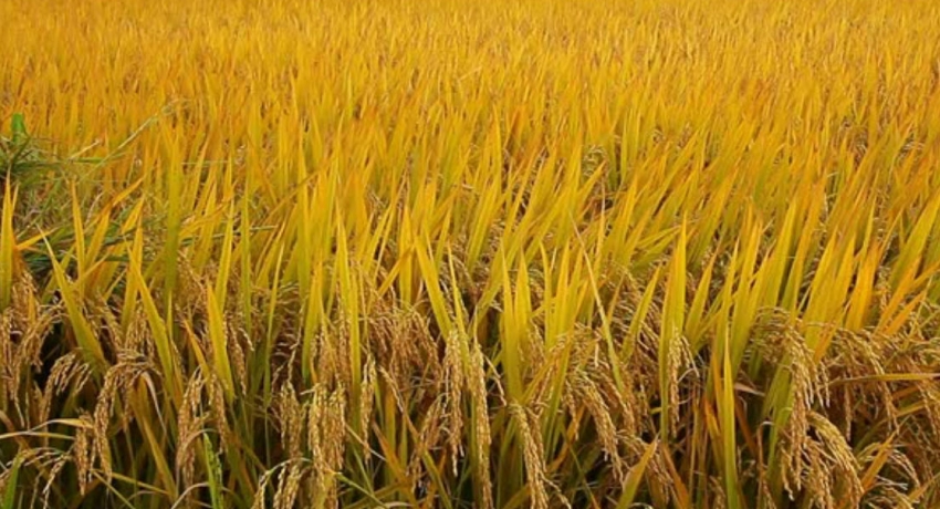 இதுவரை 5,000 மெட்ரிக் தொன் நெல் கொள்வனவு