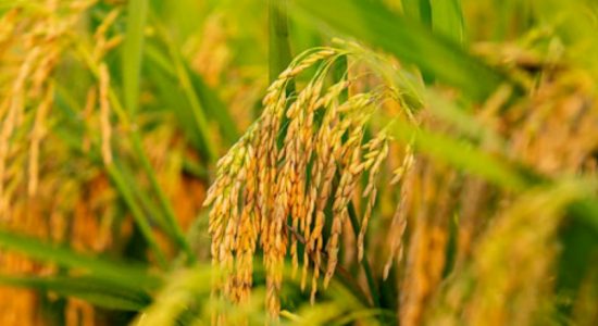 சிறுபோகத்தில் 40 இலட்சம் கிலோகிராம் நெல் கொள்வனவு