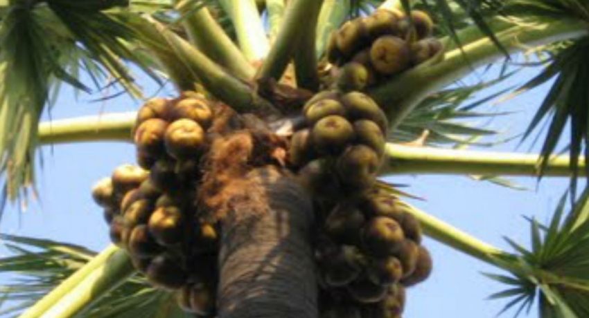 பனை ஐஸ்கிரீம் சந்தை அறிமுகம்
