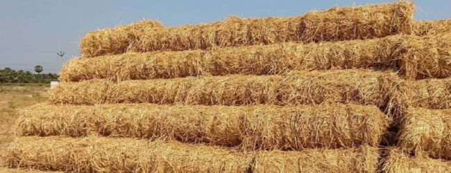 வைக்கோலை சேதனப் பசளையாக மாற்றுமாறு அறிவுறுத்தல்
