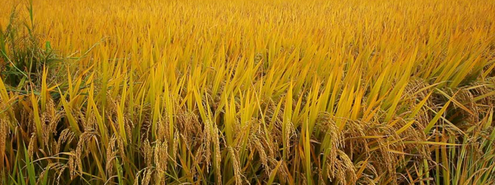 இதுவரை 5,000 மெட்ரிக் தொன் நெல் கொள்வனவு