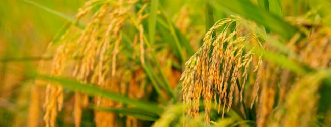 சிறுபோகத்தில் 40 இலட்சம் கிலோகிராம் நெல் கொள்வனவு