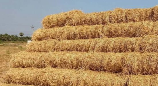 வைக்கோலை சேதனப் பசளையாக மாற்றுமாறு அறிவுறுத்தல்
