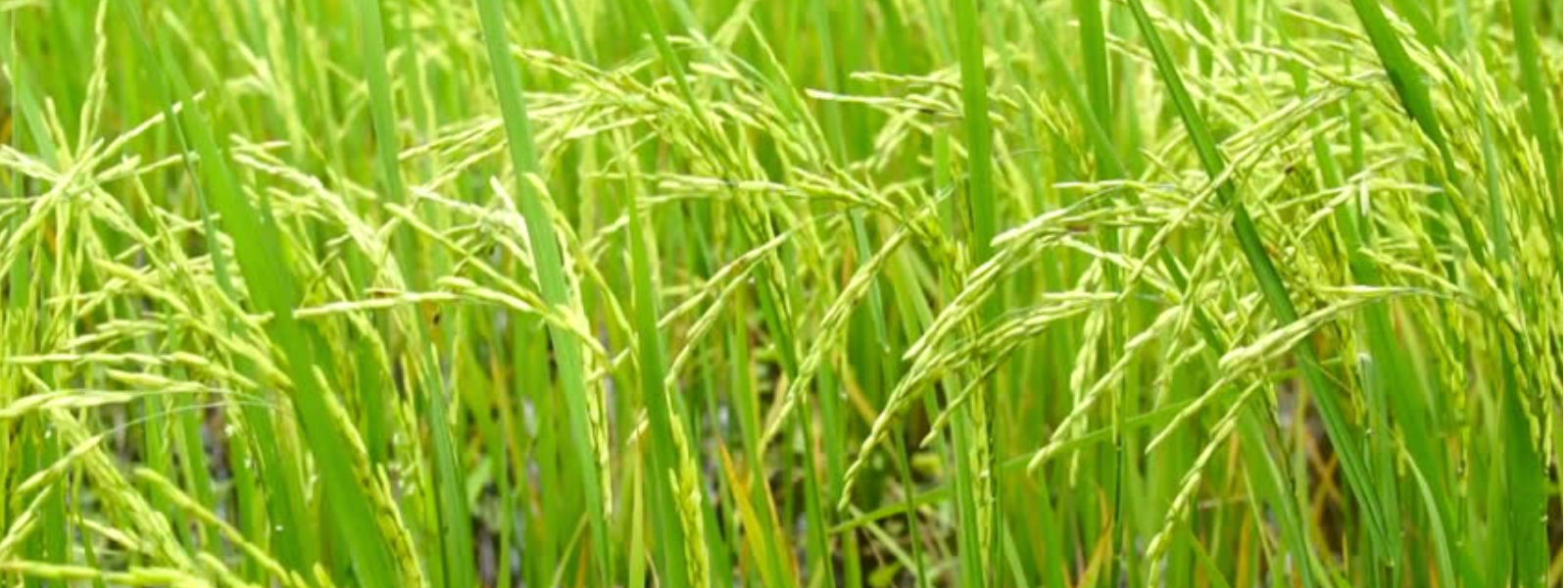 அம்பாறையில் சிறுபோக நடவடிக்கை ஆரம்பம் 
