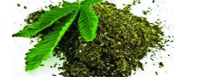 24மில்லியன் ரூபா பெறுமதியான கேரளக்கஞ்சா கைப்பற்றல்
