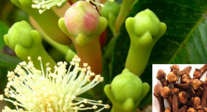 கண்டி, மாத்தளை, நுவரெலியா மற்றும் கேகாலையில் கராம்பு செய்கை