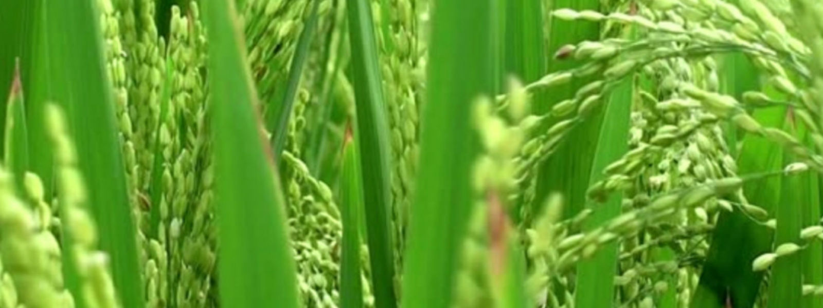 புத்தளத்தில் சிறுபோகம் மேற்கொள்வதில் சிக்கல் 