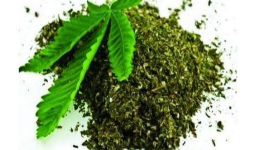 24மில்லியன் ரூபா பெறுமதியான கேரளக்கஞ்சா கைப்பற்றல்
