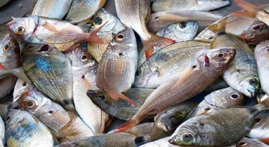 மீன் ஏற்றுமதிக்கான விசேட வர்த்தக வரி அதிகரிப்பு
