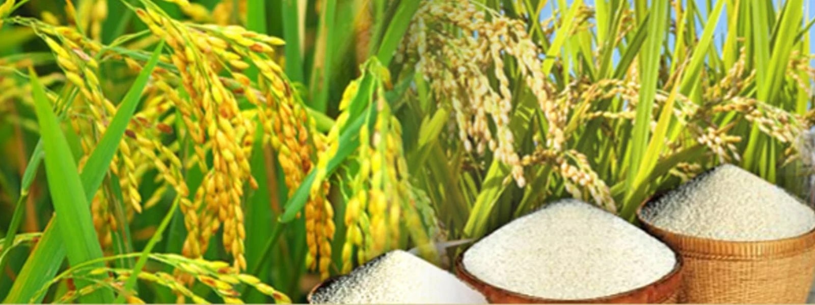 அரிசி ஆலைகள் அத்தியாவசிய சேவையாக அறிவிப்பு
