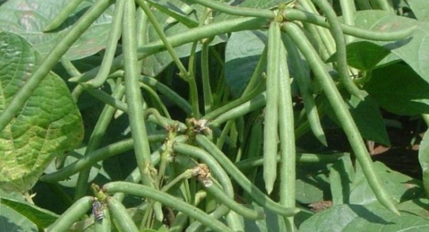 பாசிப்பயறு, கௌப்பி போன்றவற்றை அதிகம் பயிரிட நடவடிக்கை