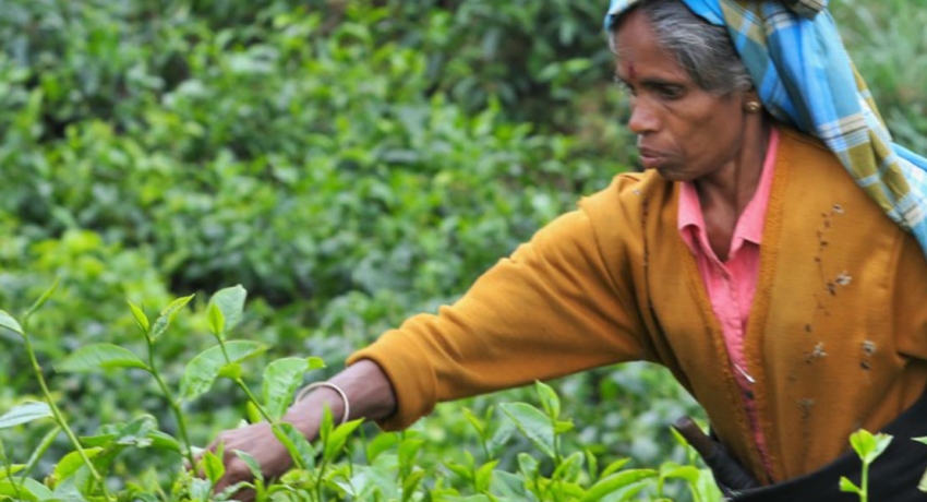 நிர்ணய விலையில் பொருட்கள் விற்கப்படுவதில்லை – பெருந்தோட்ட மக்கள் குற்றச்சாட்டு