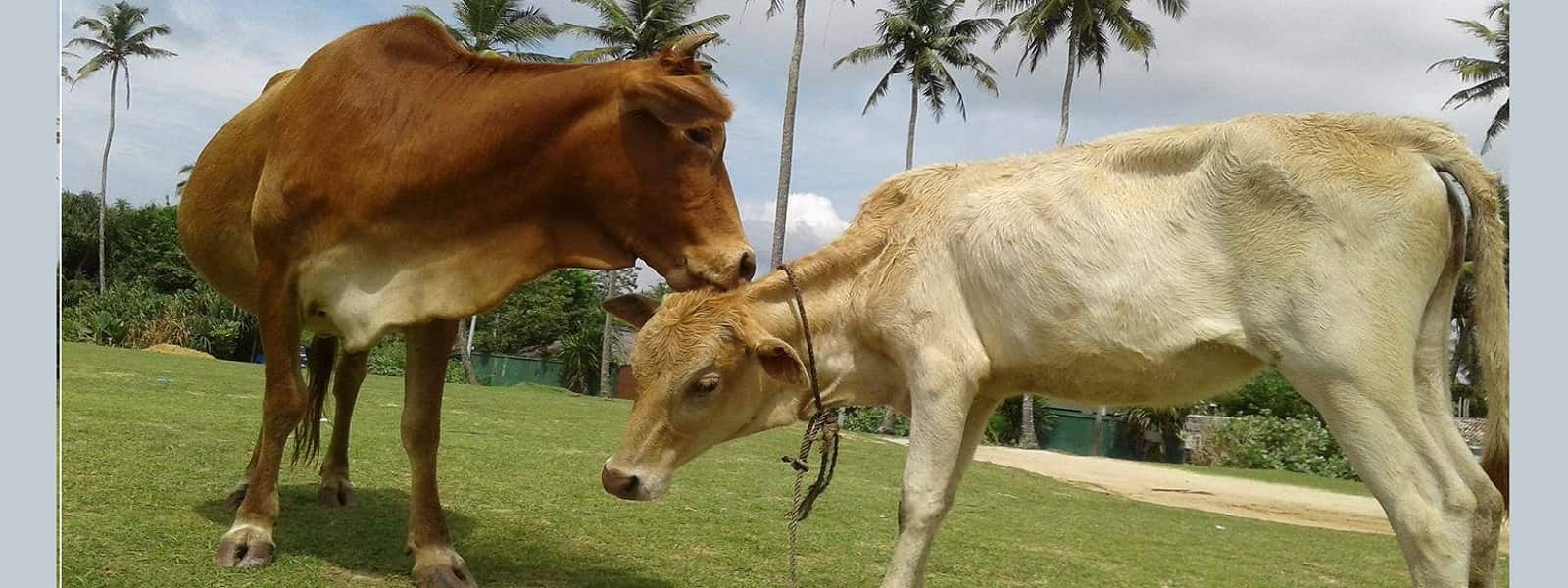 மாடு கடத்தலில் ஈடுபட்ட குழுவினர் பிடிபட்டனர் 