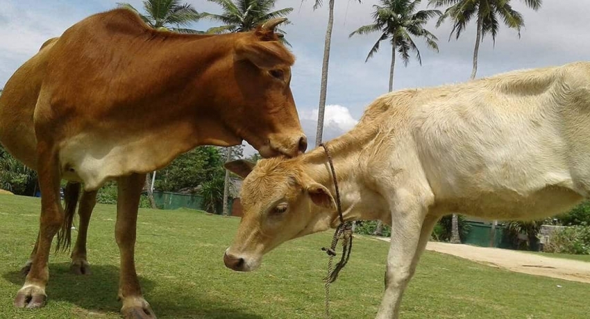 மட்டக்களப்பில் மாடு கடத்தலில் ஈடுபட்ட குழுவினர் பொதுமக்களிடம் பிடிபட்டனர்