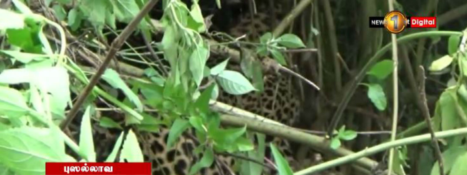 மீட்கப்பட்ட சிறுத்தை வனப் பகுதிக்கு அனுப்பி வைப்பு
